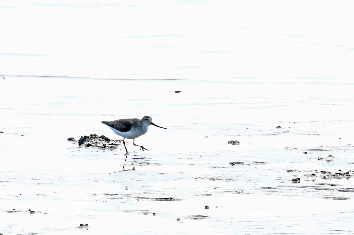 Terek Sandpiper - ML636913372