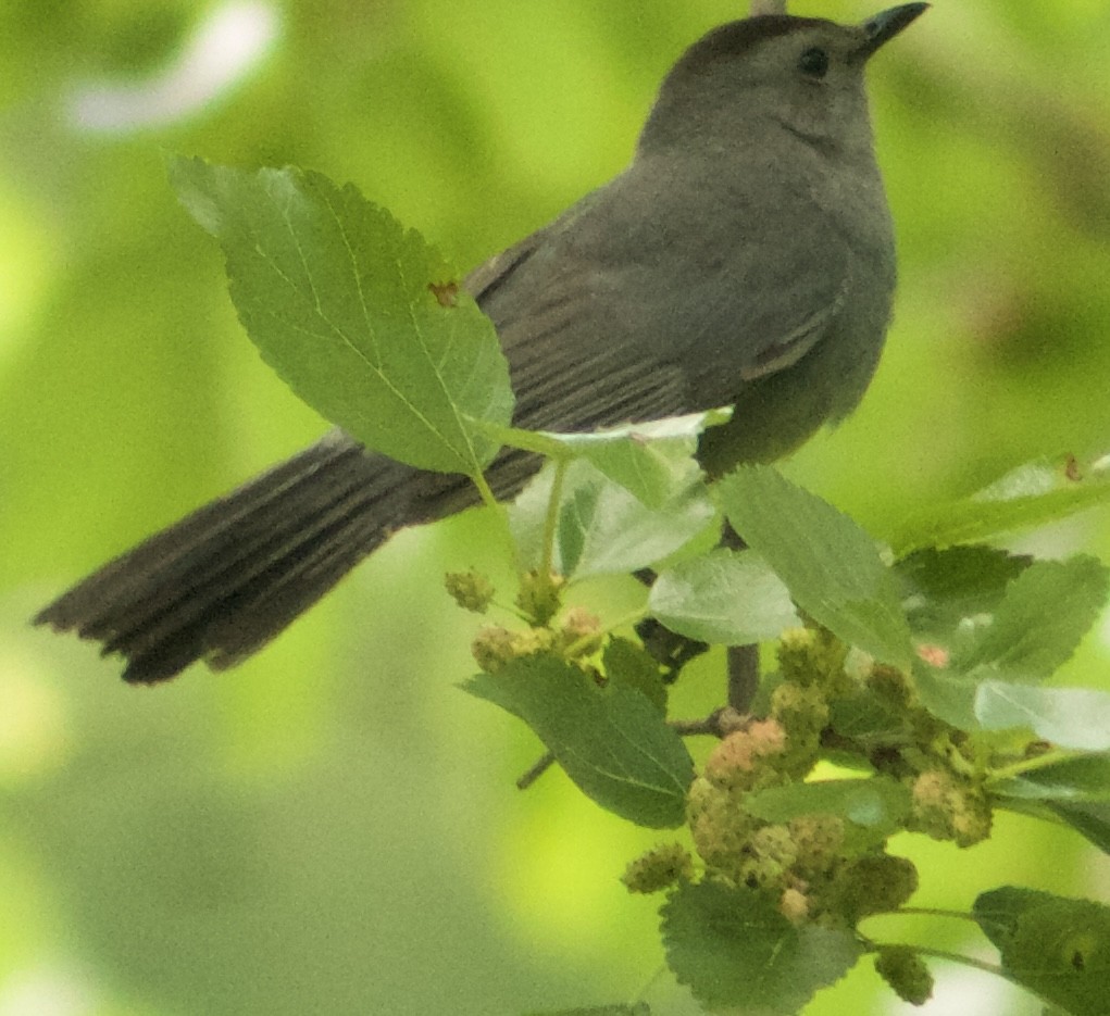 Gray Catbird - ML636913430