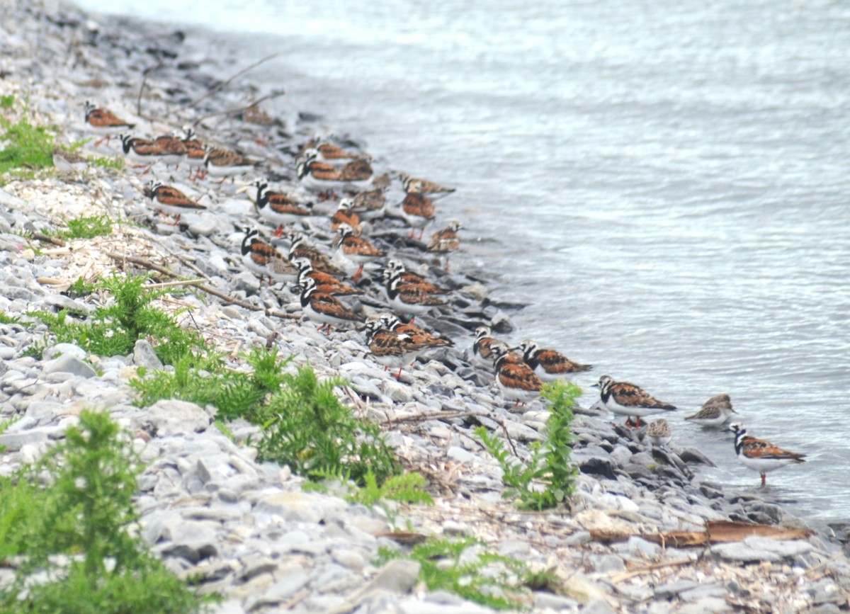 Ruddy Turnstone - ML636913440