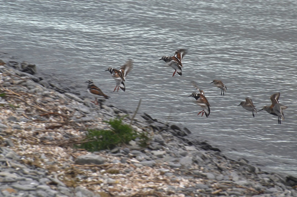 Ruddy Turnstone - ML636913442