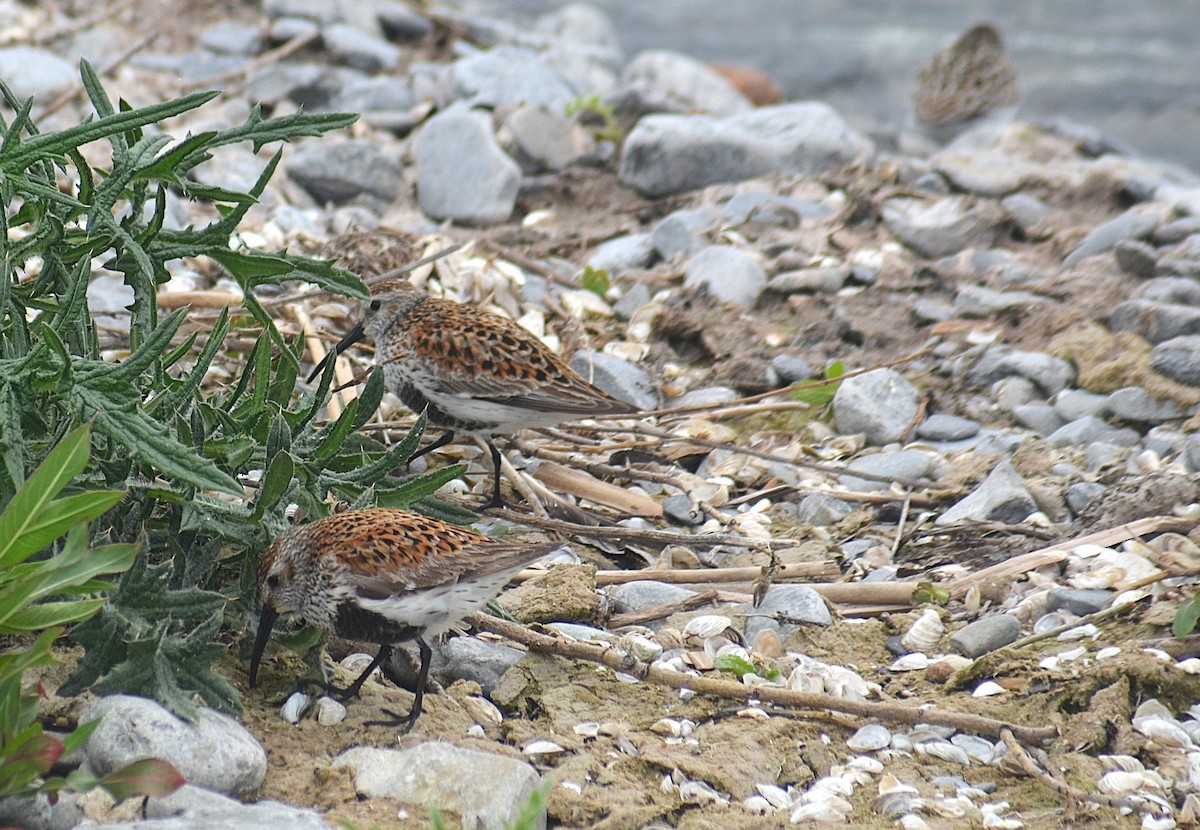 Dunlin - ML636913459