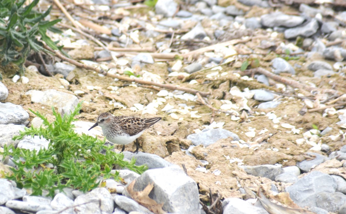 Semipalmated Sandpiper - ML636913469