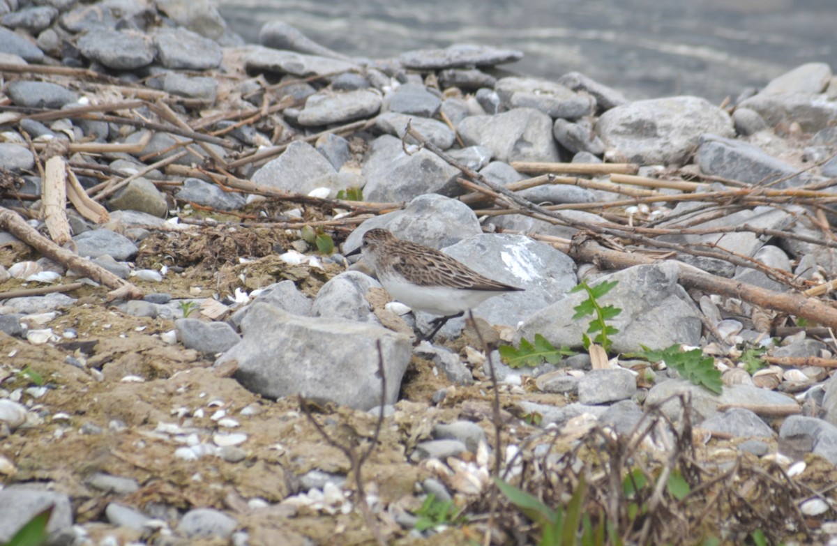 Semipalmated Sandpiper - ML636913470