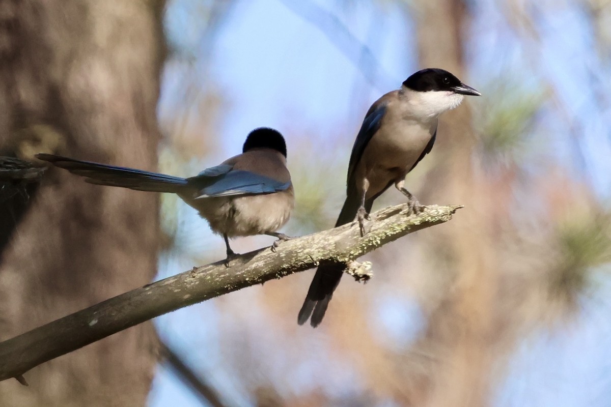 Iberian Magpie - ML636913483