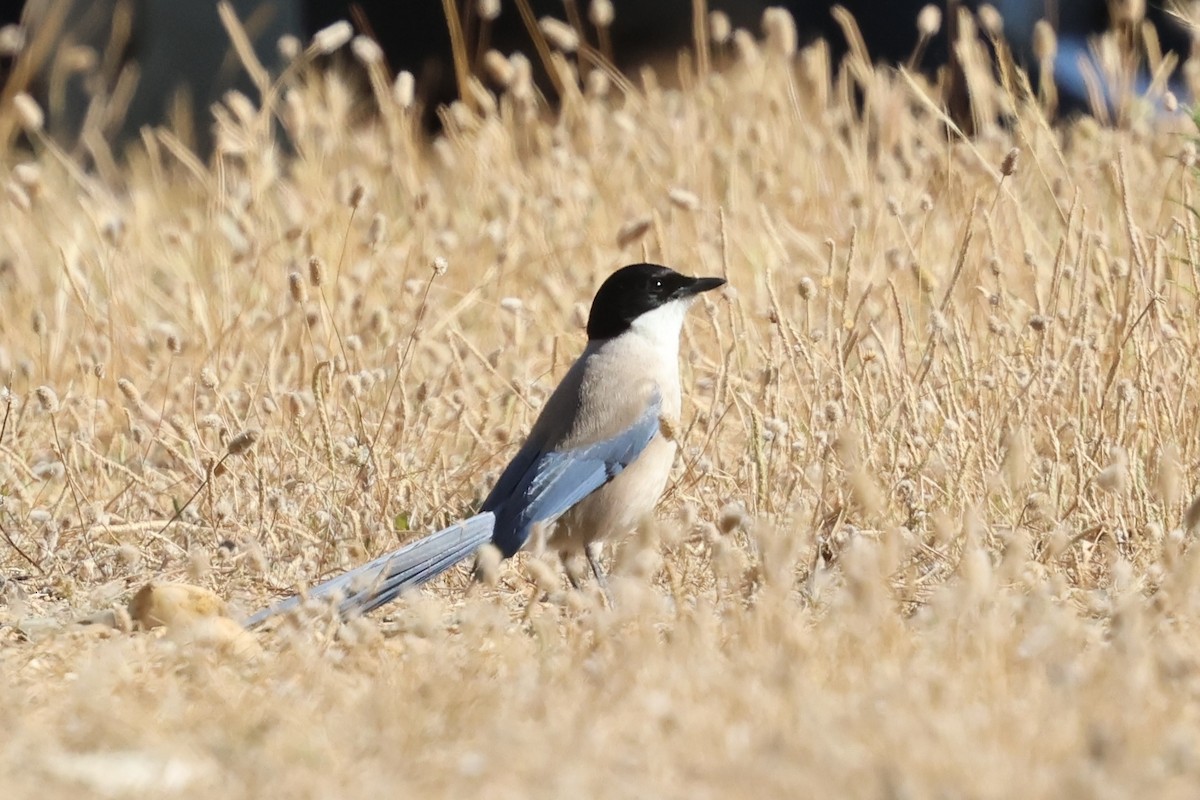 Iberian Magpie - ML636913484
