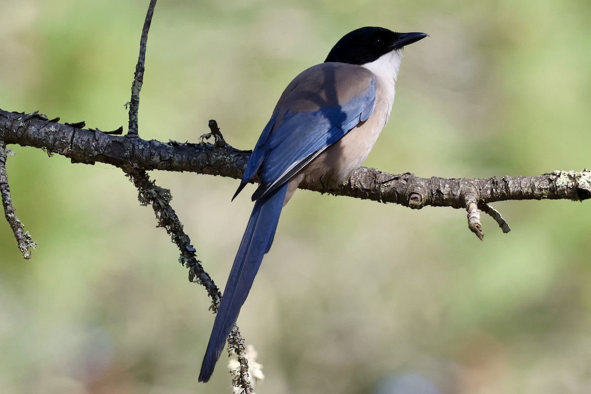 Iberian Magpie - ML636913485