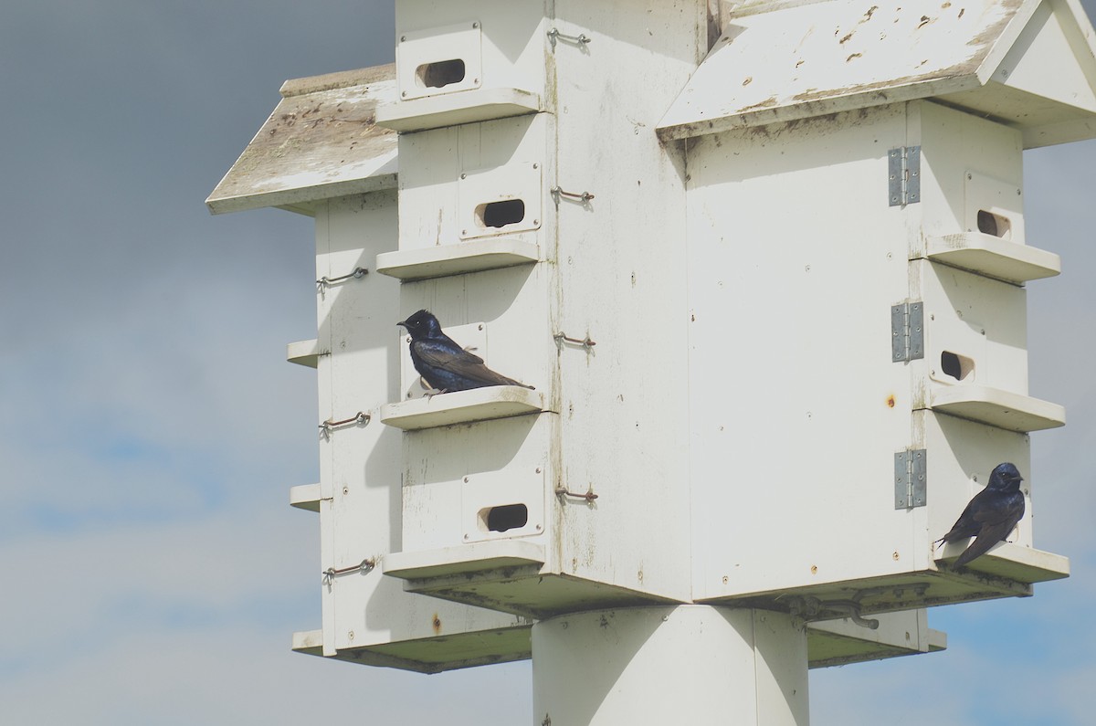 Purple Martin - ML636913486