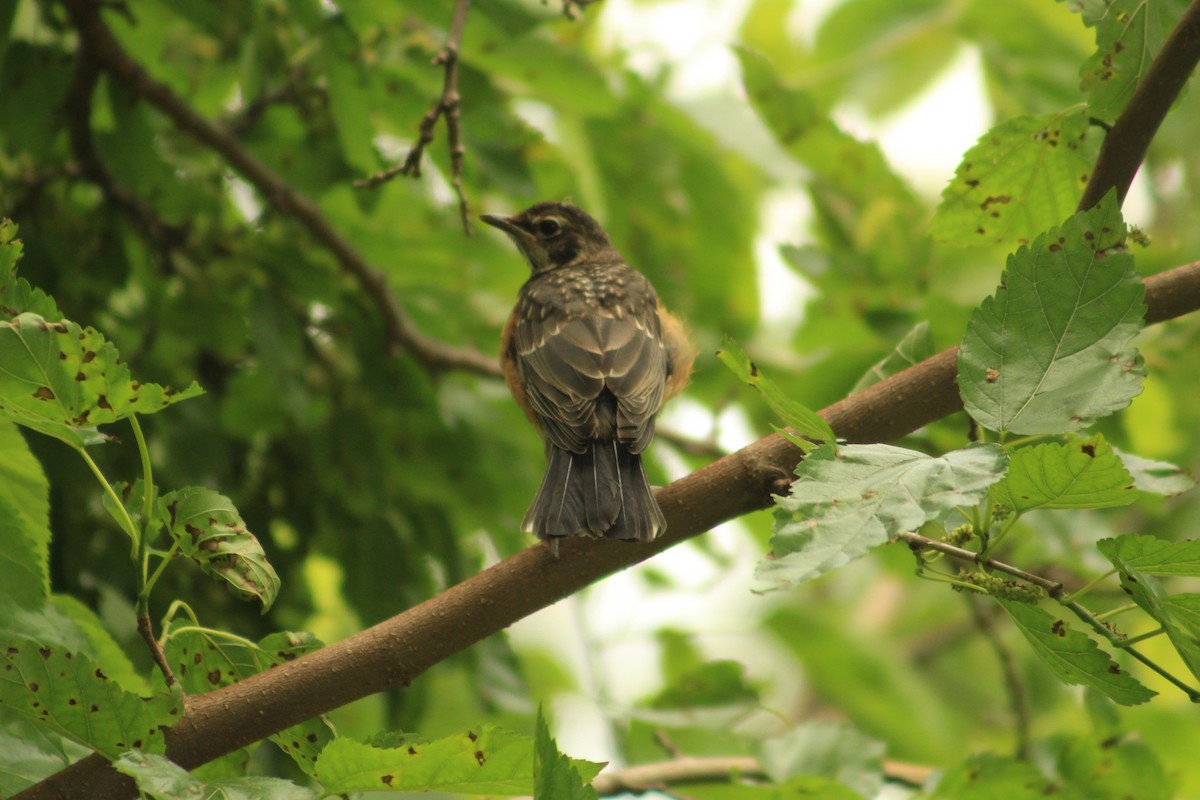 American Robin - ML636913495
