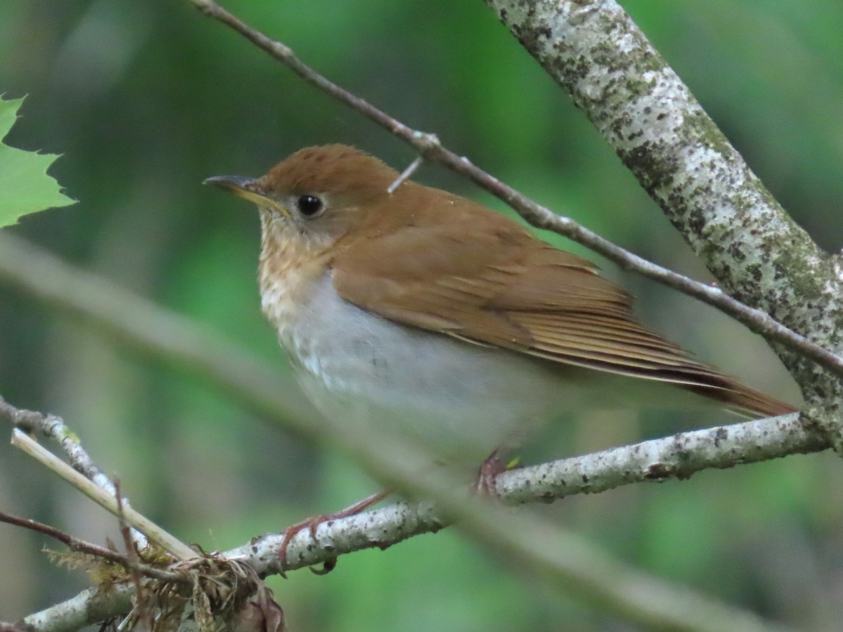 Veery - ML636913531