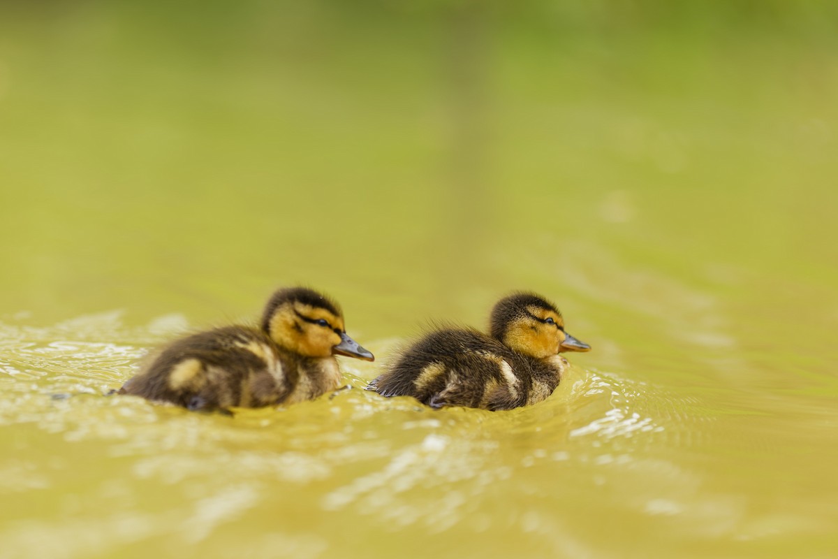 Mallard - ML636913540