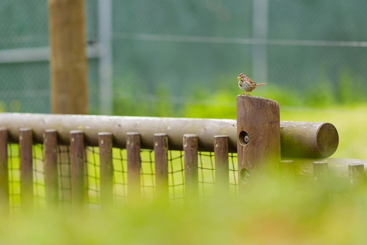 Song Sparrow - ML636913547