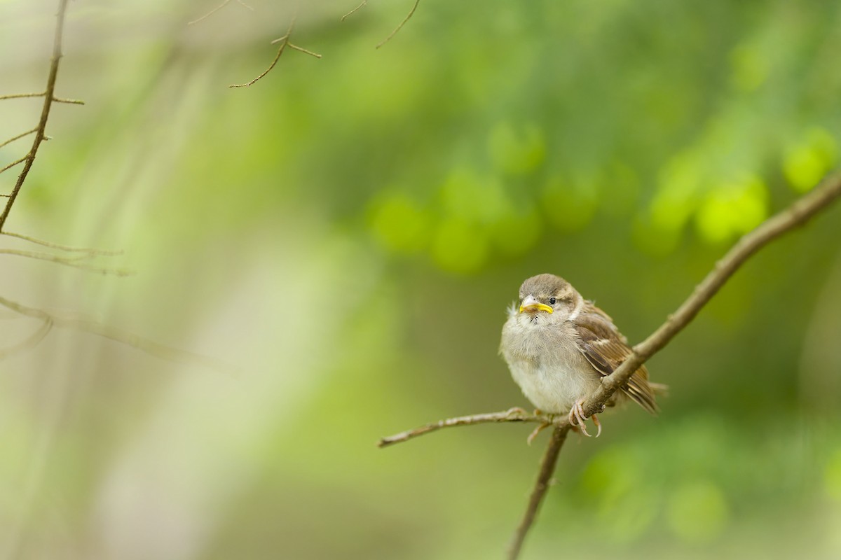 House Sparrow - ML636913551