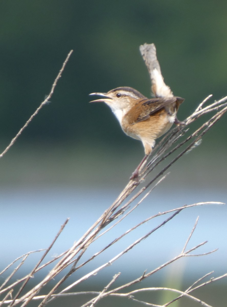Marsh Wren - ML636913566