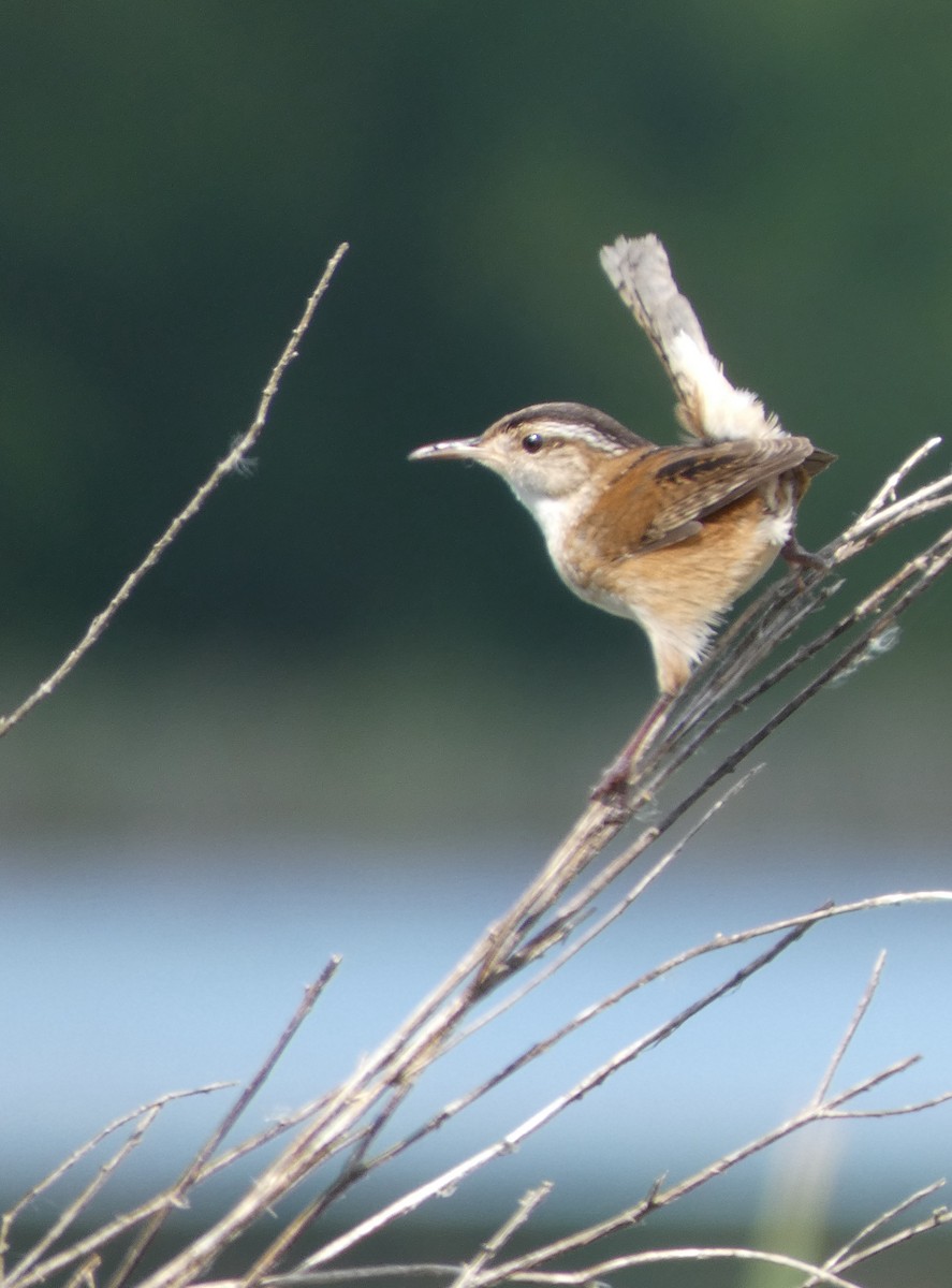 Marsh Wren - ML636913569