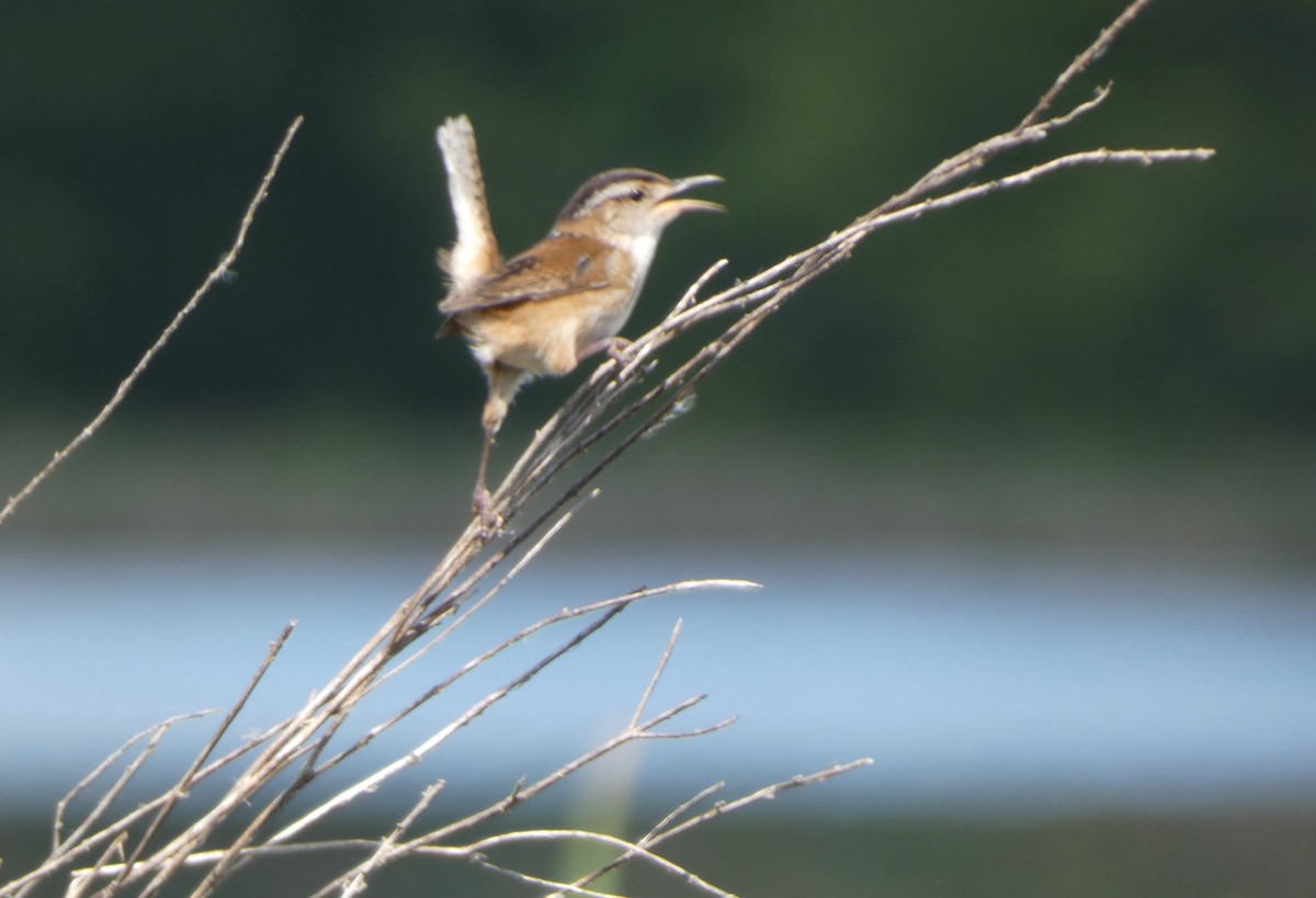 Marsh Wren - ML636913575