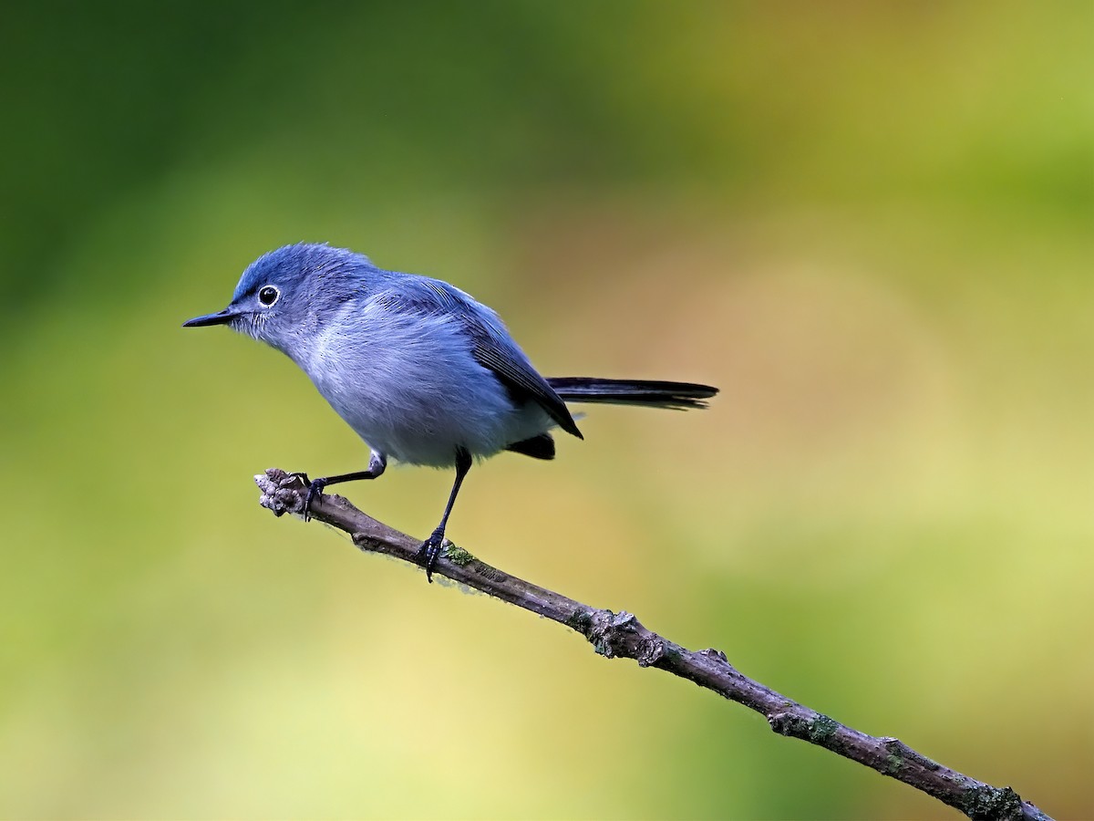 Blue-gray Gnatcatcher - ML636913594