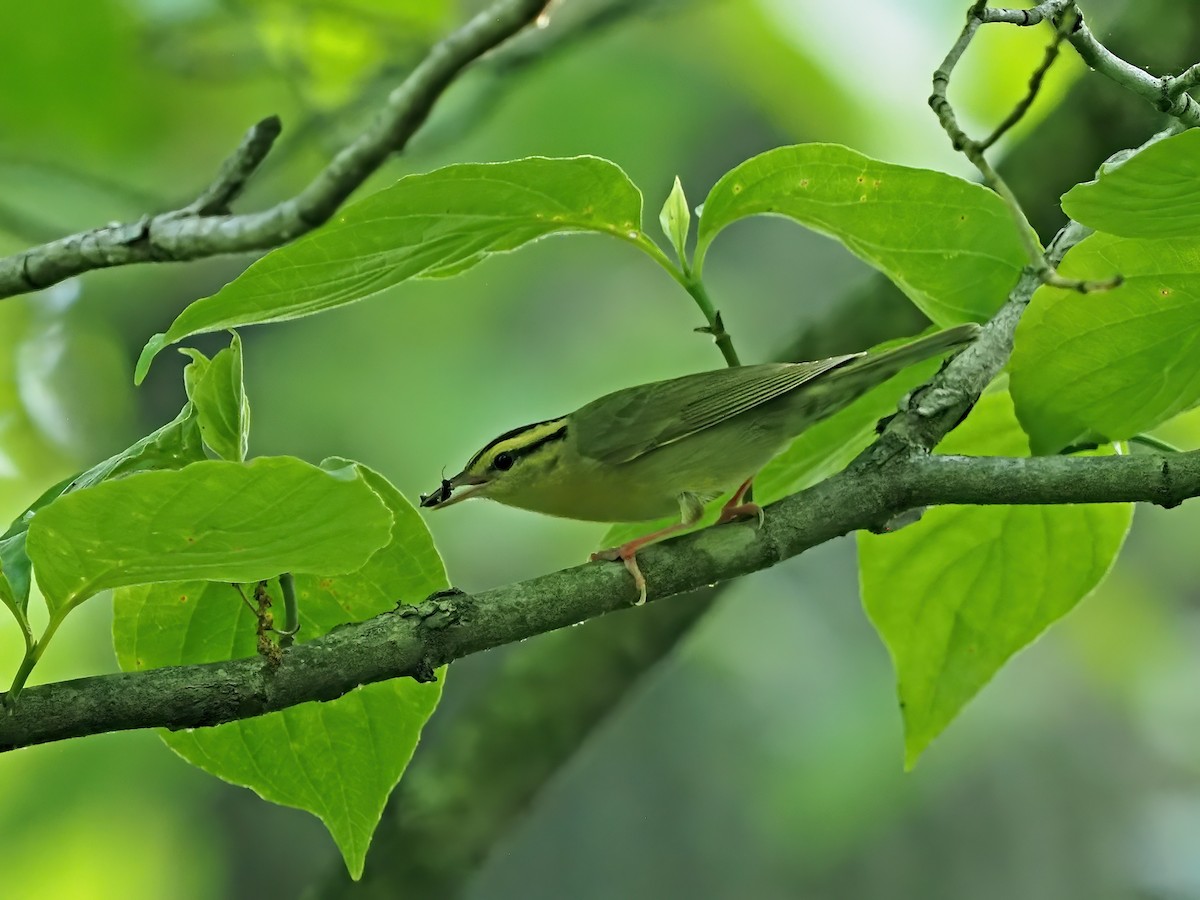 Worm-eating Warbler - ML636913633
