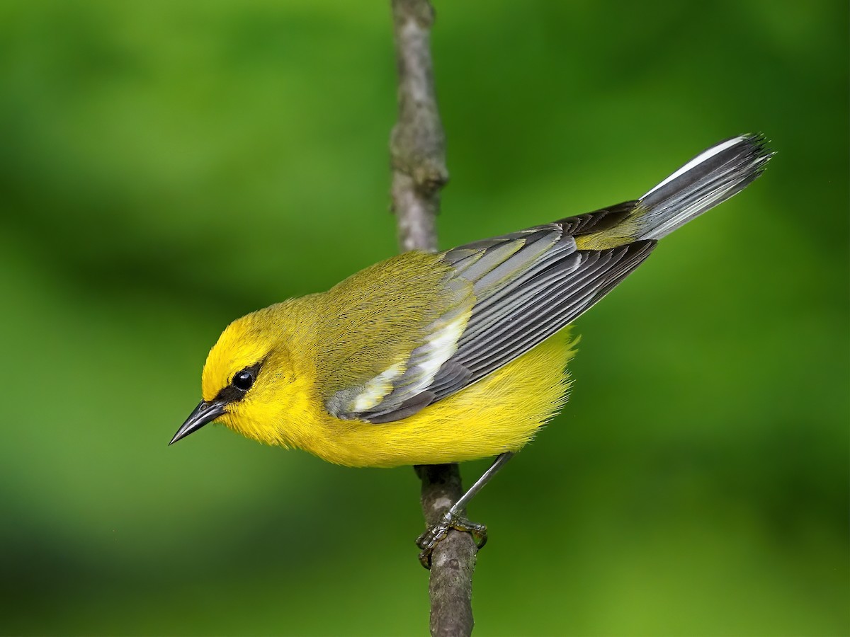 Blue-winged Warbler - ML636913651