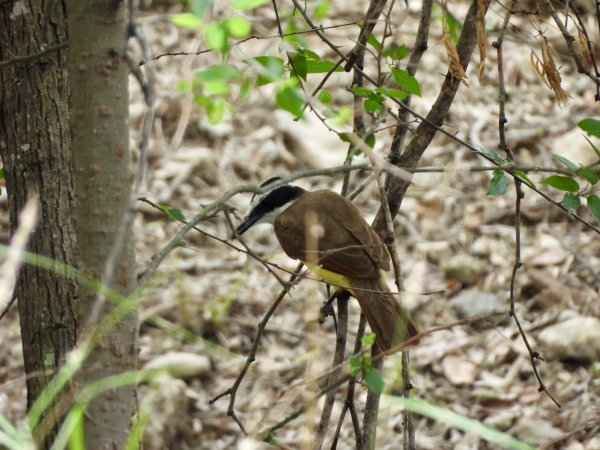 Great Kiskadee - ML636913711