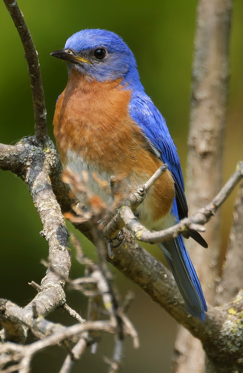 Eastern Bluebird - ML636913828