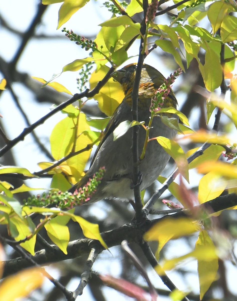 Crimson-browed Finch - ML636913844