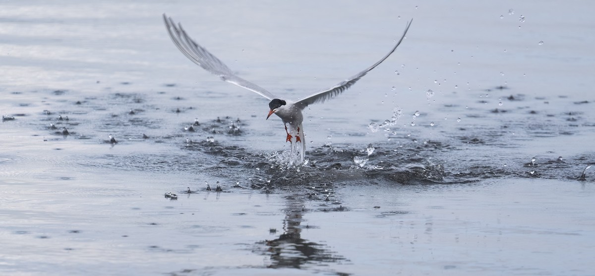 Common Tern - ML636913862