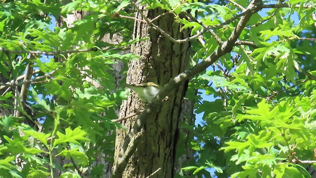 vireo sp. - ML636913887