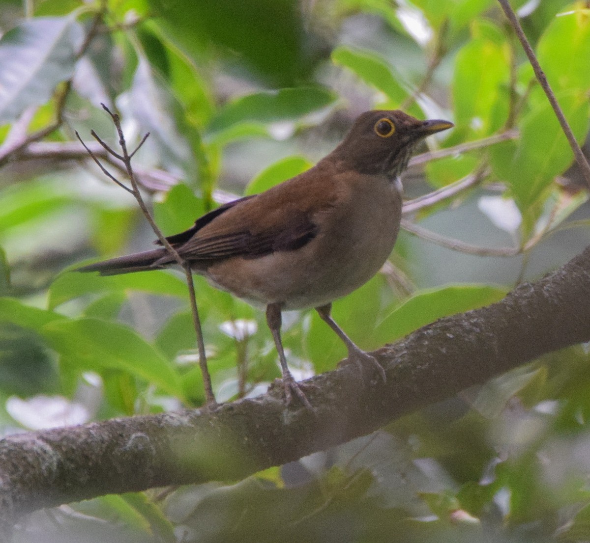 White-throated Thrush - ML636913888