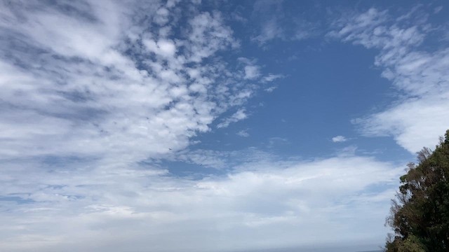 Variable Hawk - ML636913909