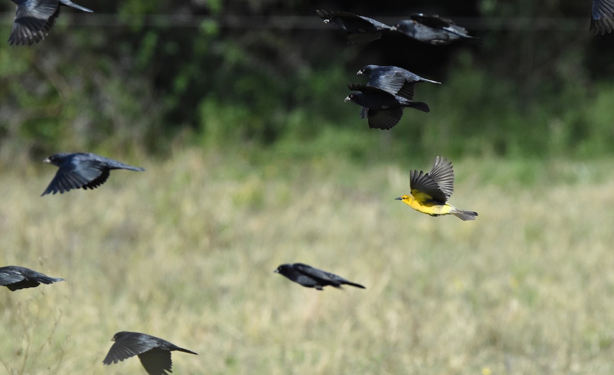 Saffron-cowled Blackbird - ML636913977