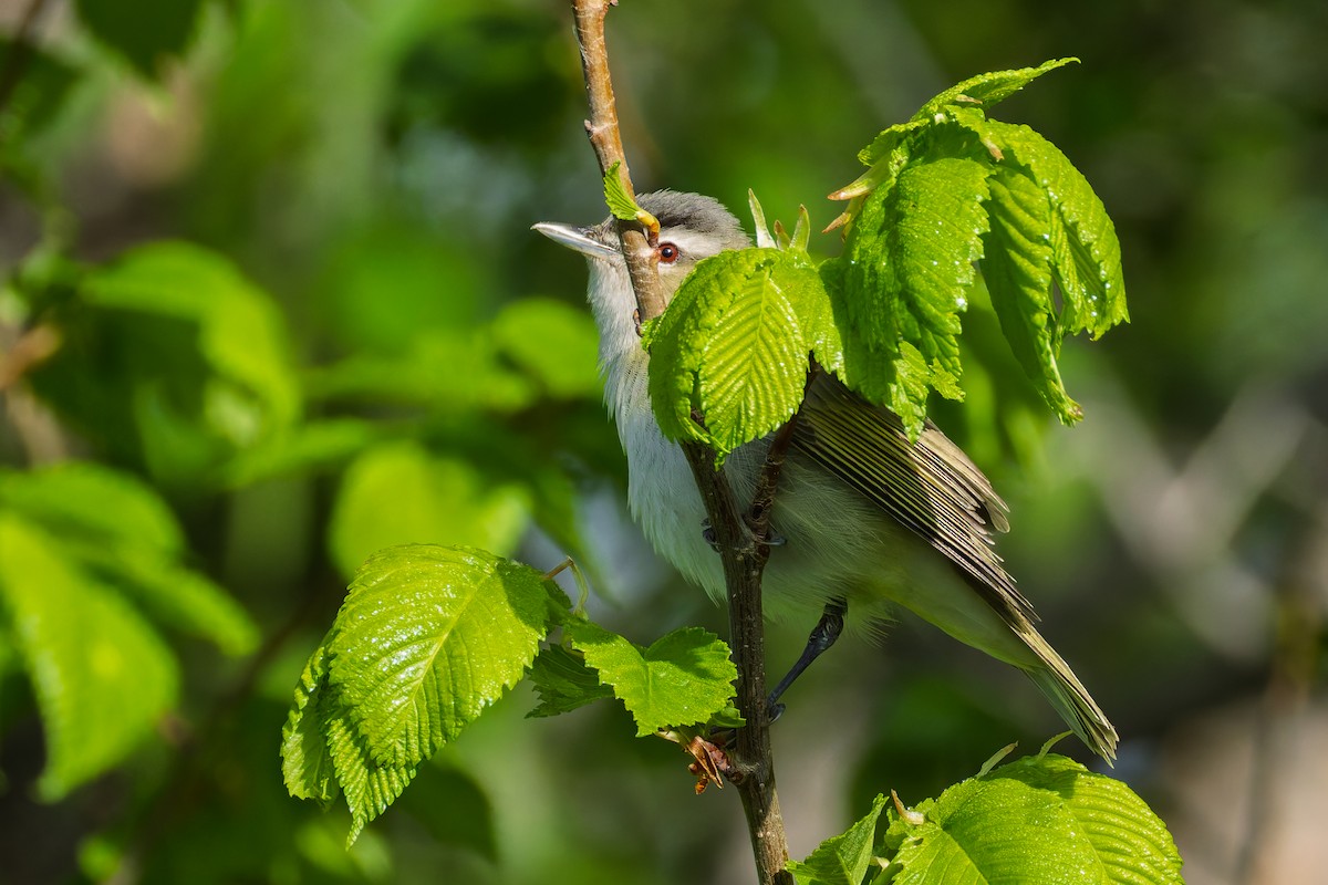 Red-eyed Vireo - ML636913984