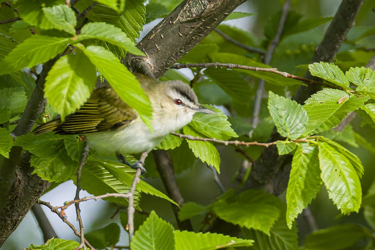 Red-eyed Vireo - ML636913985