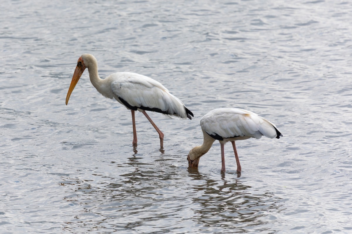 Milky Stork - ML636913991