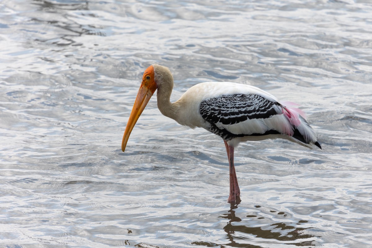 Painted Stork - ML636913999
