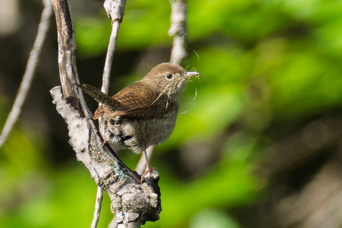 Northern House Wren - ML636914001