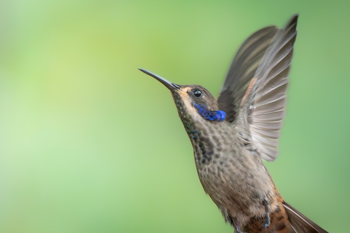 Brown Violetear - ML636914003