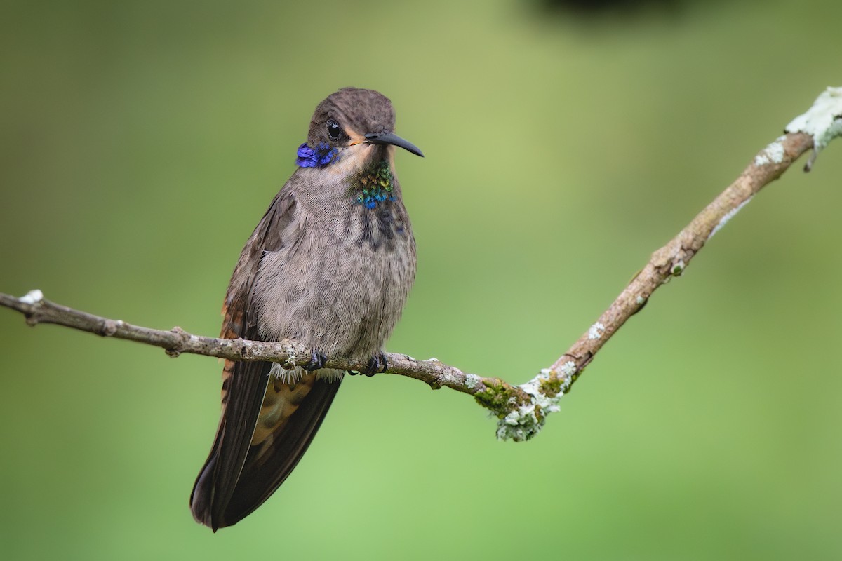 Brown Violetear - ML636914005