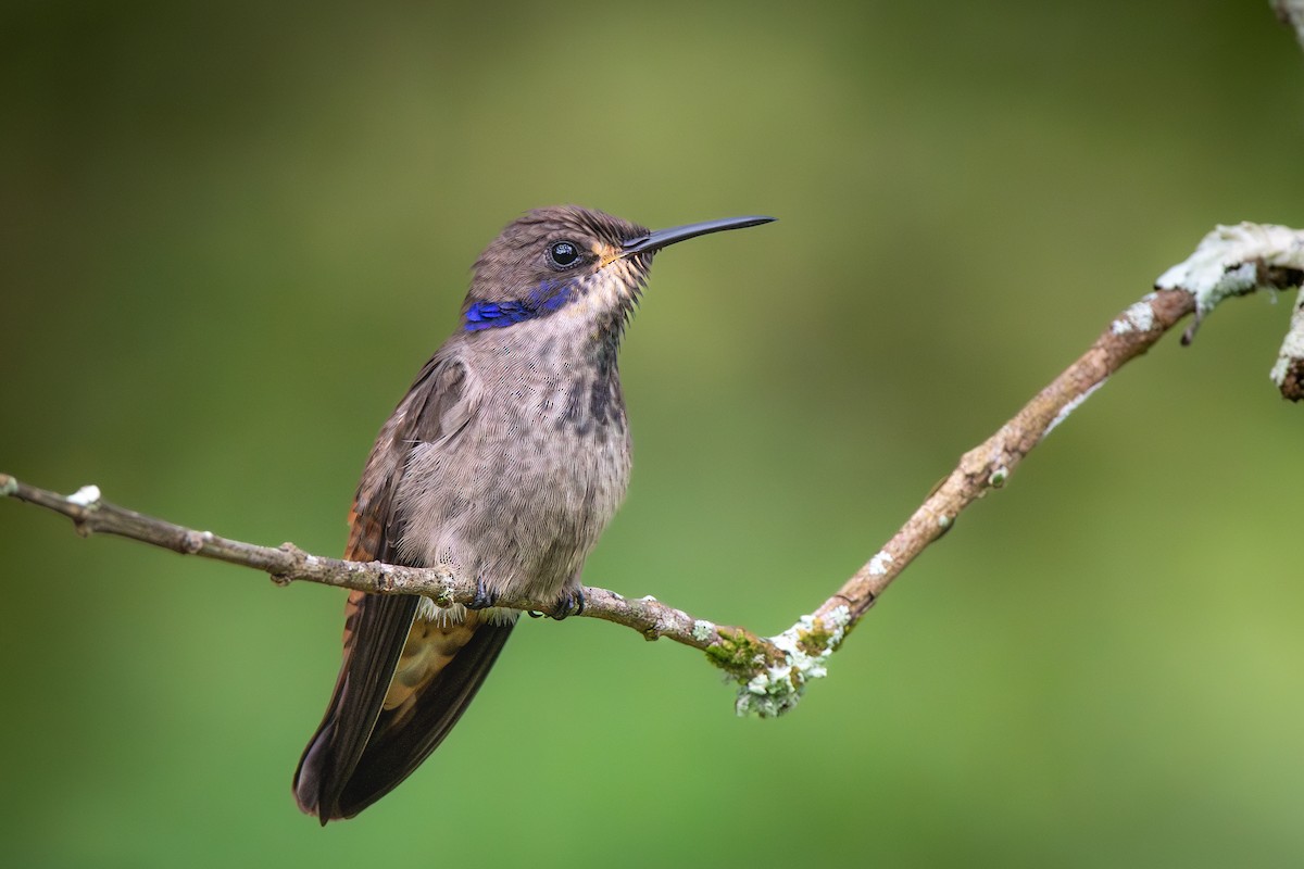 Brown Violetear - ML636914006