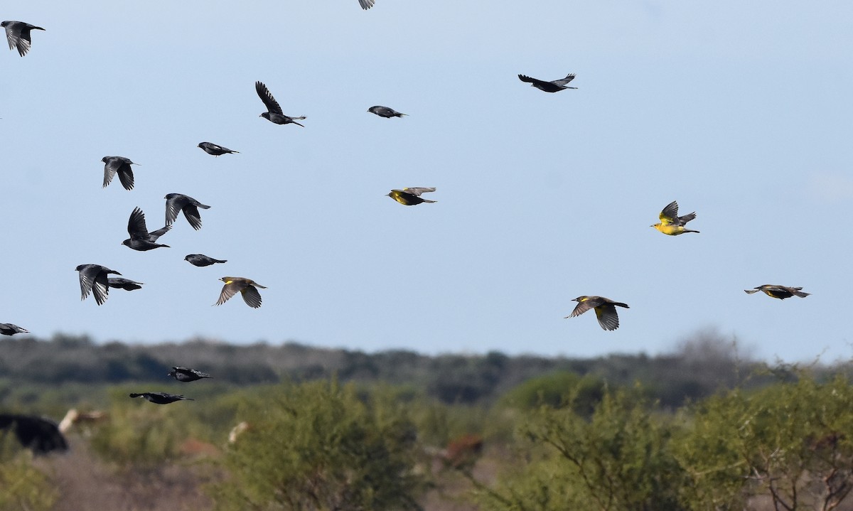 Saffron-cowled Blackbird - ML636914008