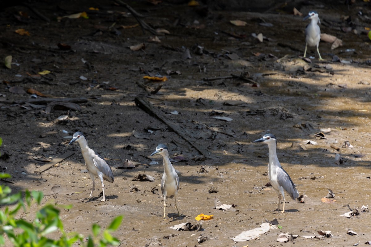 Black-crowned Night Heron - ML636914015