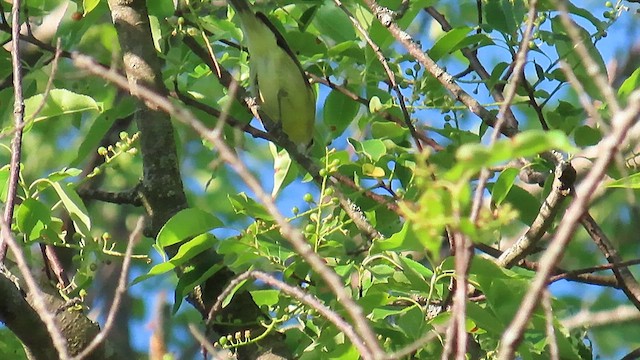 vireo sp. - ML636914017