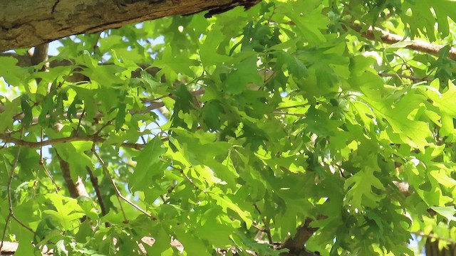 vireo sp. - ML636914024