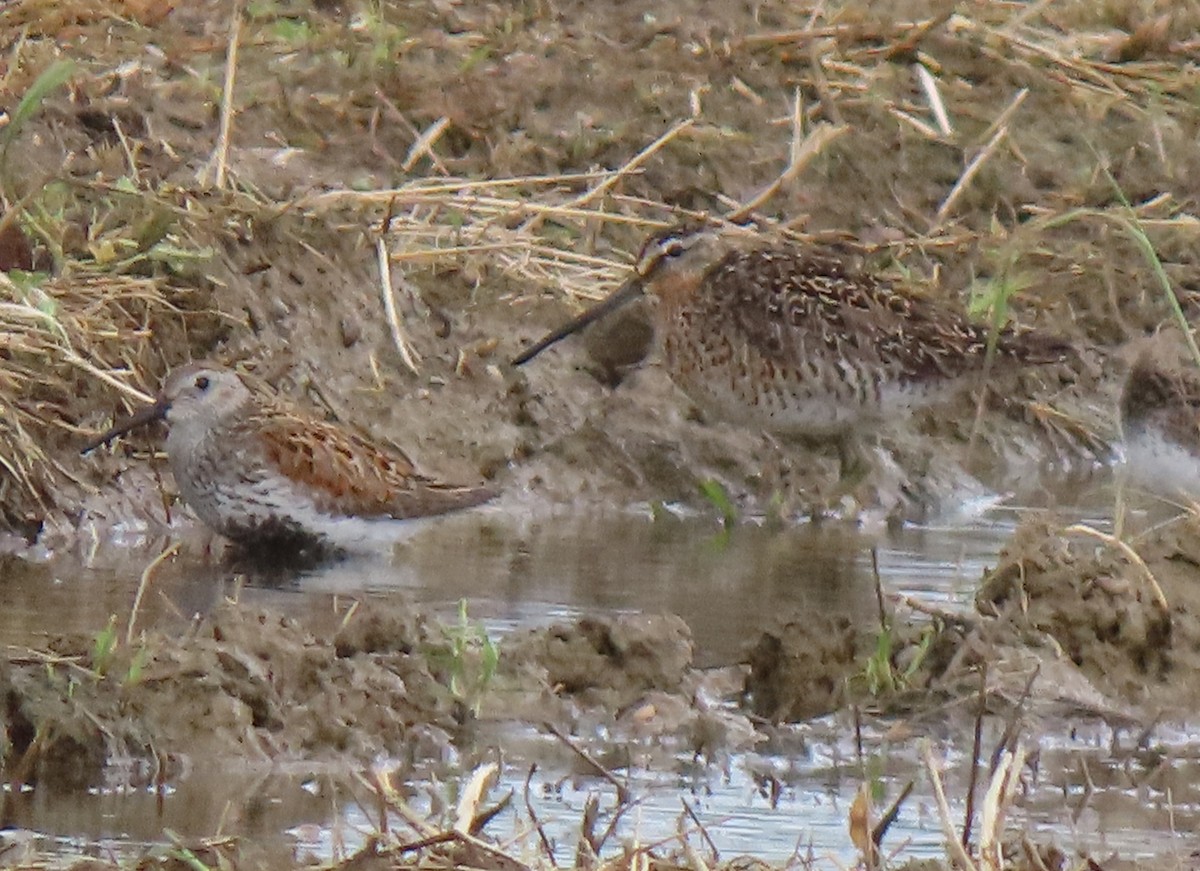 Short-billed Dowitcher - ML636914032