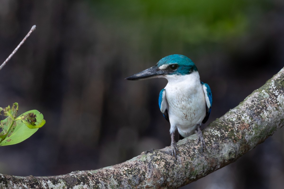 Collared Kingfisher - ML636914035