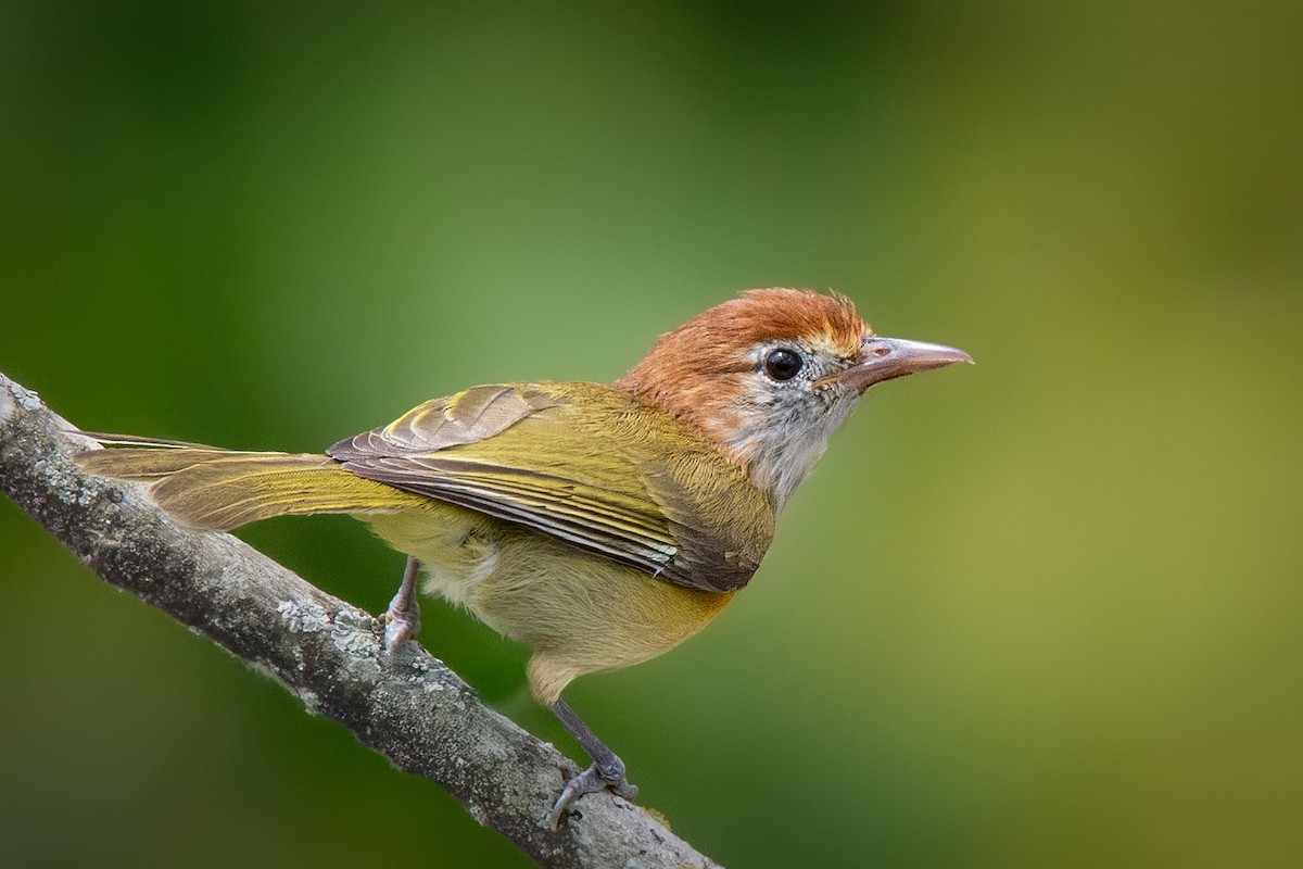 Rufous-naped Greenlet - ML636914042