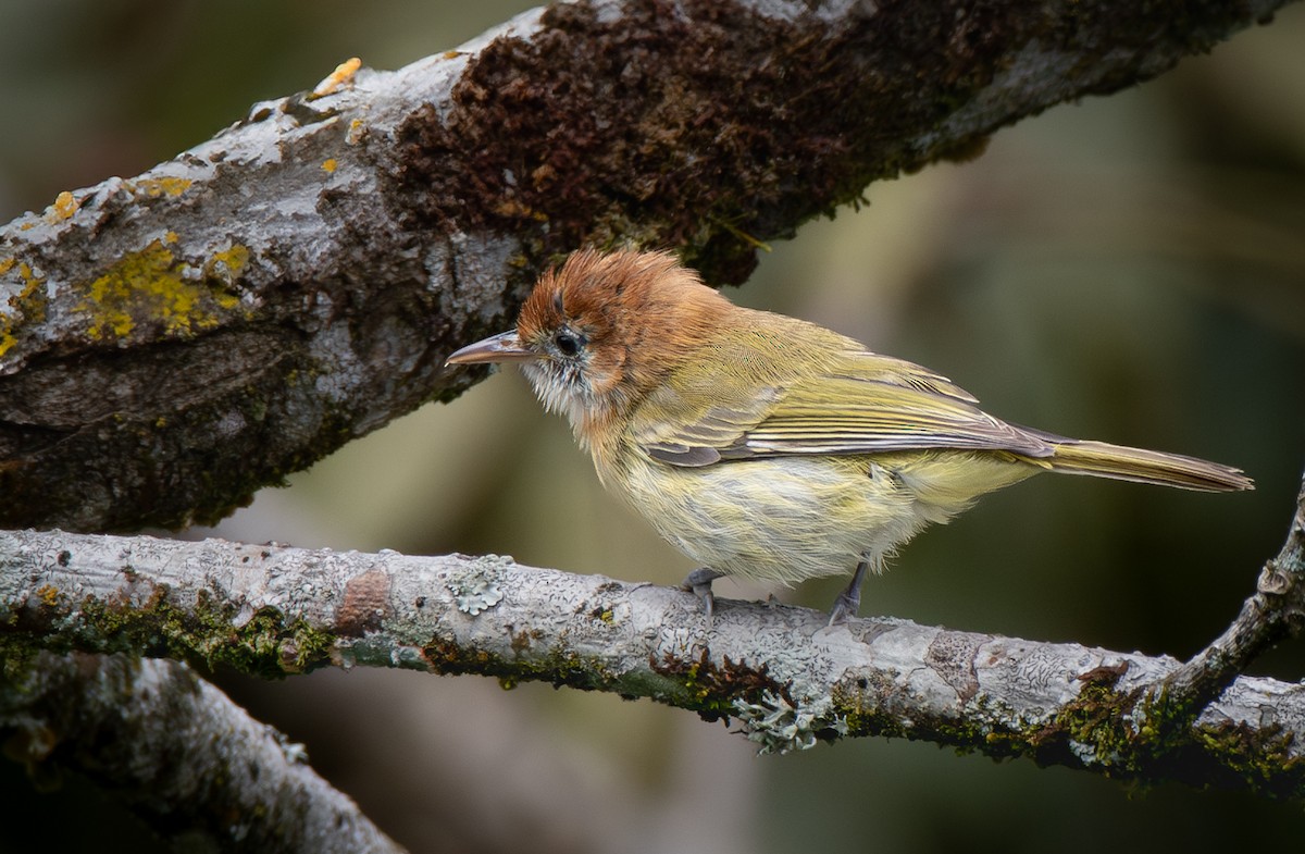 Rufous-naped Greenlet - ML636914043