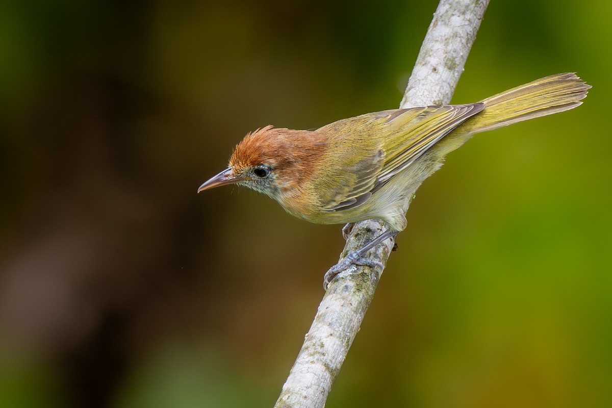 Rufous-naped Greenlet - ML636914045