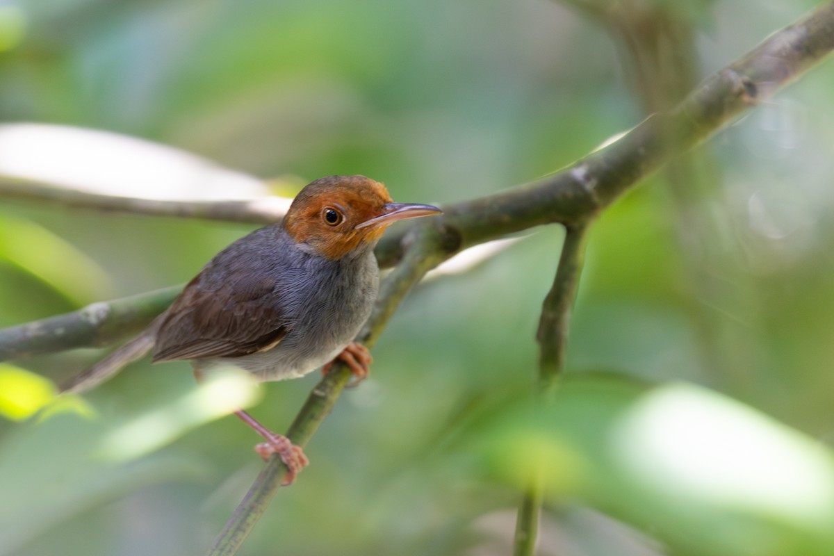 Ashy Tailorbird - ML636914050