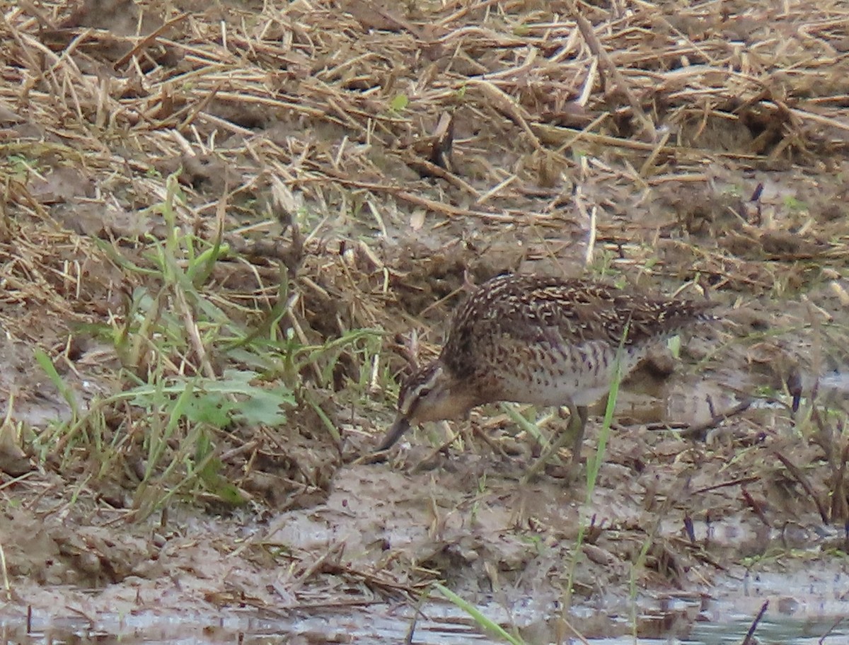 Short-billed Dowitcher - ML636914051