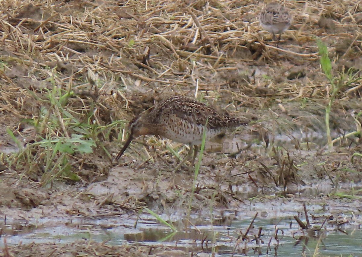 Short-billed Dowitcher - ML636914056